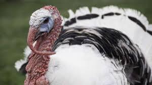 What's the name of the two pardoned Turkey 2018 ?