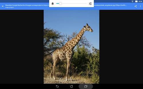 Quelle est la taille d'une girafe ?