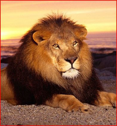 Est-ce le lion qui est surnommé le "roi des animaux" ?