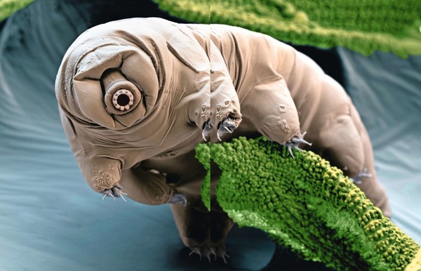Il mesure à peine plus d'un millimètre, c'est le tardigrade, il a une particularité unique, il vit dans la lave des volcans !