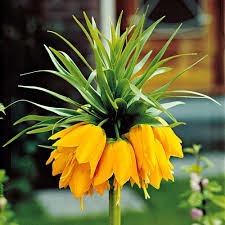 Donnez le nom usuel et le nom botanique de cette fleur :