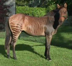 Qu'est-ce qu'un zebra (je crois que c'est ça) ?