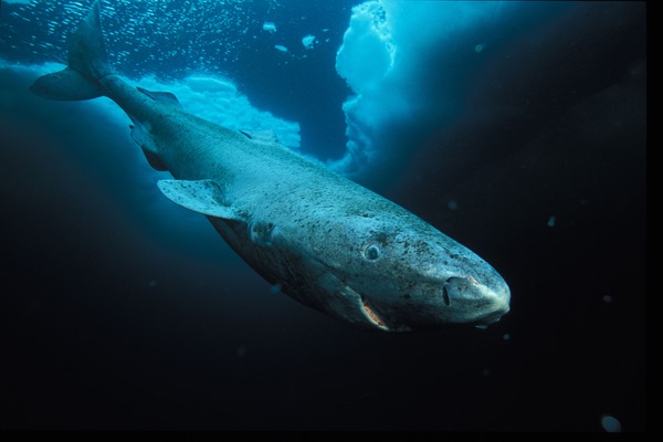 Quelle est la durée de vie du requin du Groenland, le seul à vivre dans les eaux polaires de l’Arctique ?