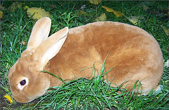 Quelle est cette race de lapin duveteuse ?