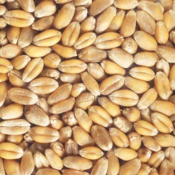 Cette graine vient de quelle céréale ?