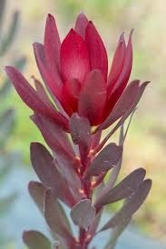 Donnez le nom usuel de cette fleur :