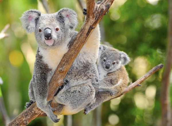Les koalas étaient à l'origine très répandus en...