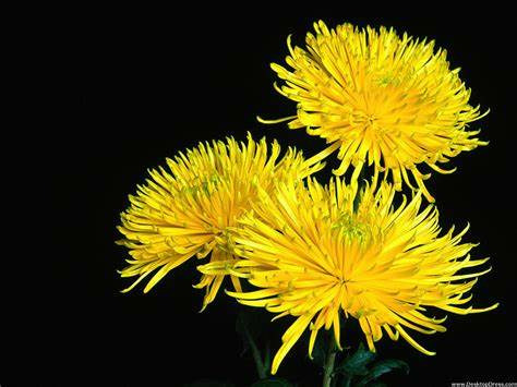 Donnez le nom usuel, le nom botanique et la famille de cette fleur :