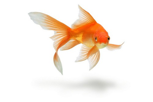 Le poisson rouge a une mémoire de 2 secondes.