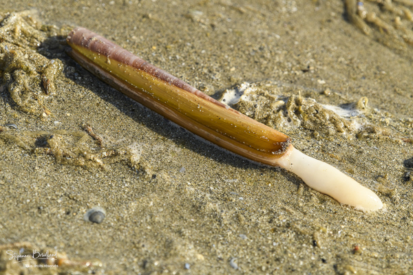 Celui-ci peut se déguster, mais il est aussi très recherché par les pêcheurs, surtout pour la dorade, mais pas seulement !