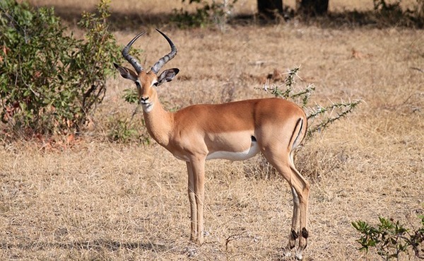 Laquelle de ces antilopes mâles arbore des cornes en forme de lyre ?