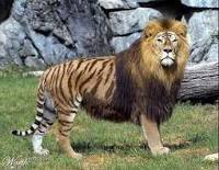 Comment s'appelle le croisement entre une lionne et un tigre ?