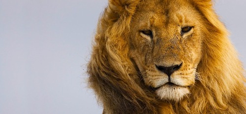 Le lion :
