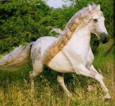 De quel pays est ce cheval ?