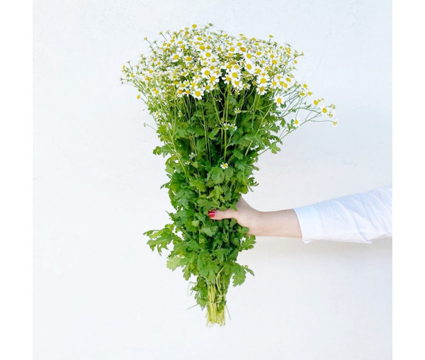 Donnez le nom usuel et le nom botanique de cette fleur :