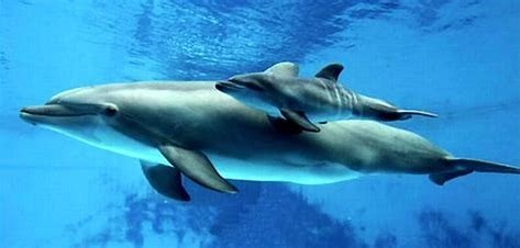 Nom du bébé dauphin ?