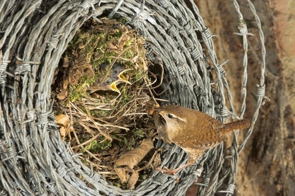 Pourquoi le mâle troglodyte mignon peut-il bâtir jusqu'à 6 nids ?