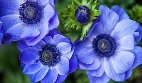 Donnez le nom usuel, le nom botanique et la famille de cette fleur ?