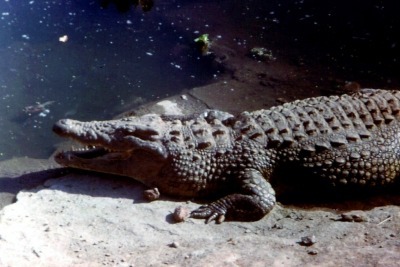 Pourquoi les crocodiles gardent souvent la gueule ouverte ?