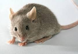 Pourquoi les souris n'aiment pas les devinettes ?