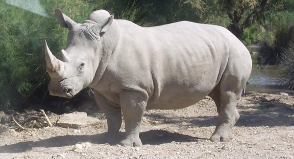 Combien pèse un rhinocéros blanc ?