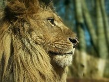 Quelle est la longueur d'un crâne de lion ?