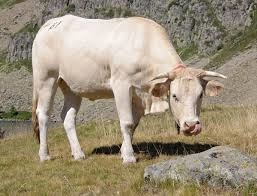 C'est vache qui pâture en montagne est une :