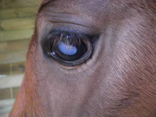 Quand un cheval a un oeil bleu mais souvent blanc, c'est un cheval ..?