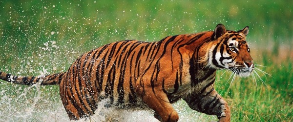 En partie à cause du braconnage la population du tigre a diminué de combien de % en 100 ans ?