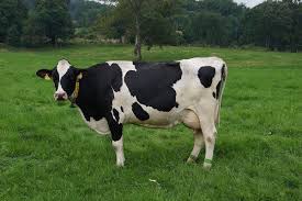 A quoi sert les boucles d'oreilles au vache ?