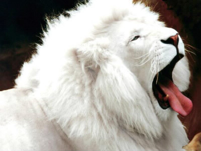 Dans quel pays vit le lion blanc ?