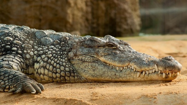Why do Crocodiles swallow Rocks.