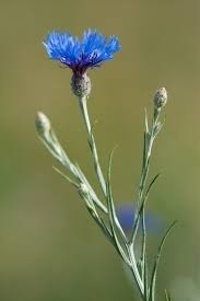 Donnez le nom usuel et le nom botanique de cette fleur :