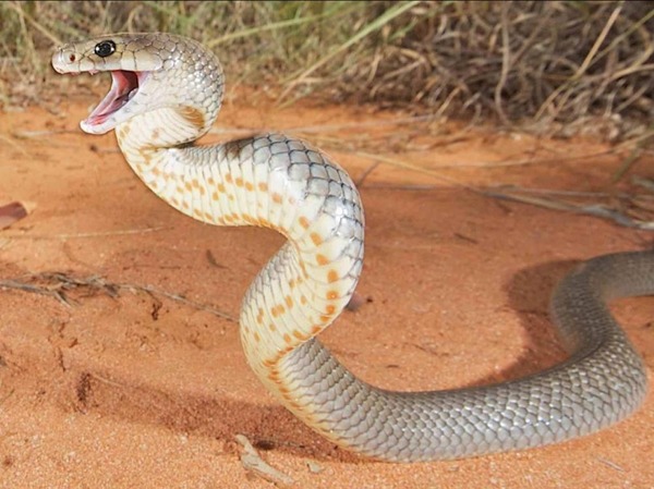 Sur les 25 espèces de serpents mortelles recensées à travers le monde, combien vivent en Australie ?