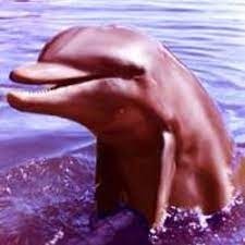 Comment s'appelle ce dauphin ?