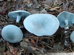 Quel est ce champignon ?