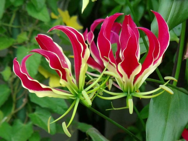 Donnez le nom usuel et le nom botanique de cette fleur ?