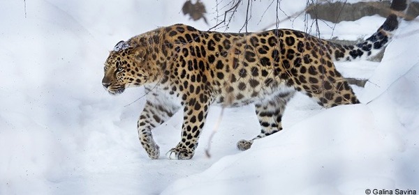 On compte plus de 20 000 léopards des neiges à l'état sauvage.