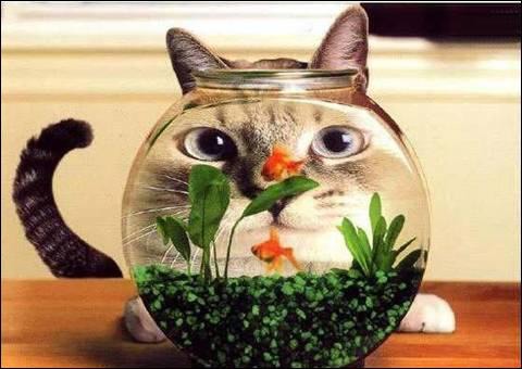 Combien y a-t-il de poissons dans le bocal ?