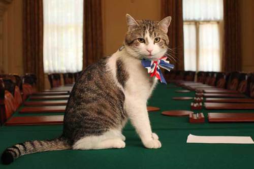 Quel titre porte le chat du 10 Downing Street, résidence des premiers ministres britanniques ?