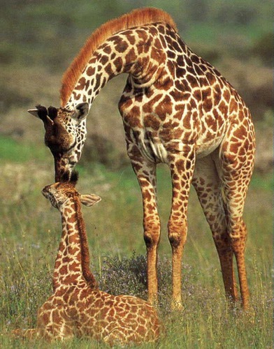 Qui est le petit de la girafe ?