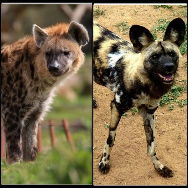 Sur cette photo se trouve une hyène et un lycaon.