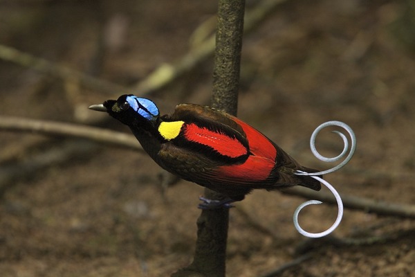 C'est un oiseau très coloré, mais aussi une fleur :