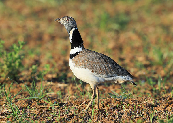 Le chant de l’outarde canepetière, le plus prestigieux des oiseaux des plaines de Poitou-Charentes a un cri très reconnaissable. Est-ce ?