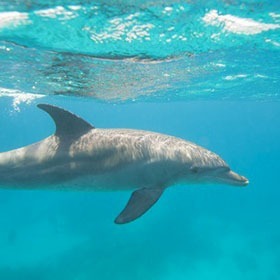 Vrai ou faux : Les dauphins se fient beaucoup à leur odorat.