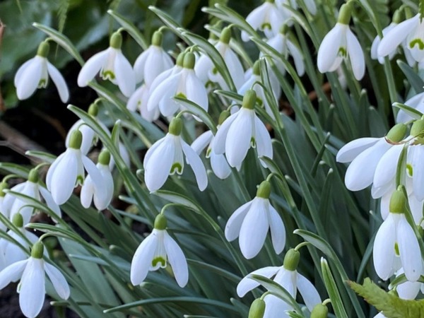Donnez le nom usuel de cette fleur ?