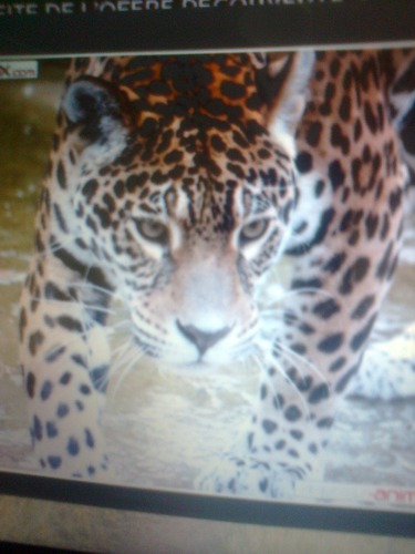 Habitat du jaguar :