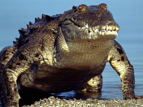 Le crocodile est un...