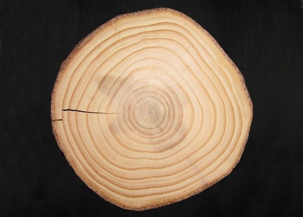 Comment nomme-t-on souvent ces anneaux concentriques formés au cœur du tronc d'un arbre ?