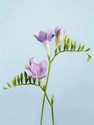 Donnez le nom usuel, le nom botanique et la famille de cette fleur ?